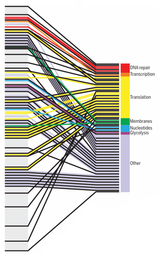 Defragging the genome: Reorganization of gene order segment. Image: Hutchinson et al., 2016/Science